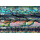 Abalone